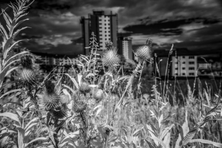 Broomhill Thistles